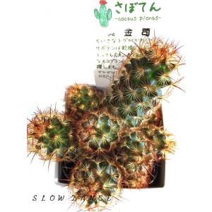 サボテン 赤刺黄金司/3号角鉢 サボテン科マミラリア属 多肉植物｜slowdance-pro