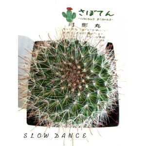 サボテン 月影丸/3号角鉢 サボテン科マミラリア属 多肉植物｜slowdance-pro