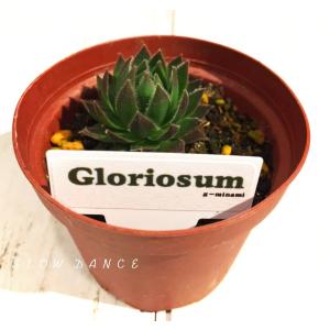 センぺルビウム Gloriosum/2号プラポット ベンケイソウ科 多肉植物 園芸種｜slowdance-pro