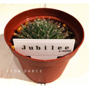 センぺルビウム Jubilee/2号プラポット ベンケイソウ科 多肉植物｜slowdance-pro