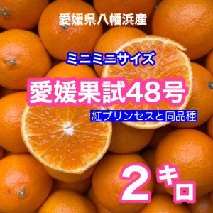 愛媛県八幡浜産愛媛果試４８号（ミニミニ）2S〜Sサイズ ２キロ 訳あり・ご家庭用