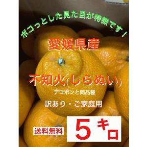 愛媛県産 不知火（デコポンと同品種）5キロ 訳あり・ご家庭用｜small-kudamono