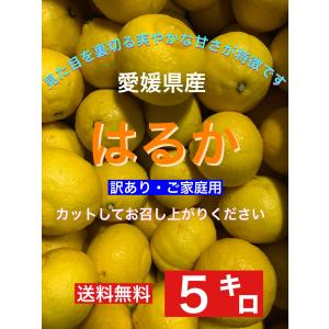 小さな果物屋さん - Yahoo!ショッピング