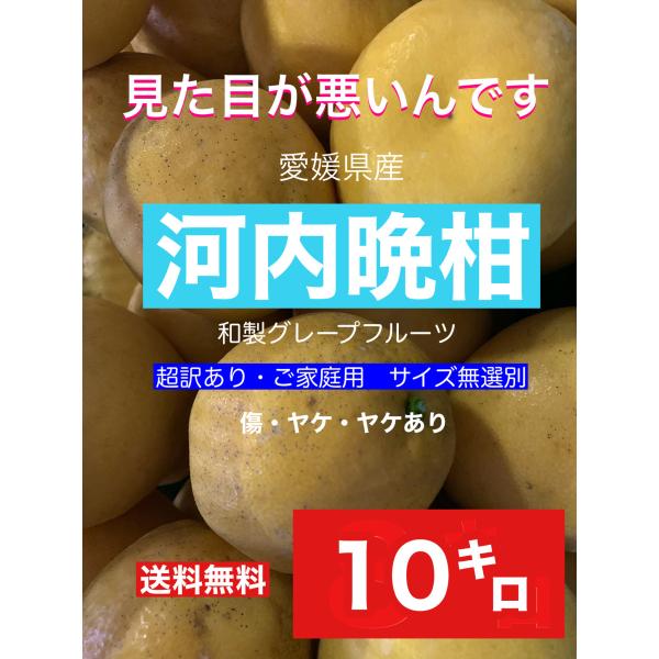 8/11〜8/16までのご注文分は8/17より順次発送いたします！！見た目が悪いんです!!河内晩柑1...
