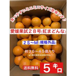 愛媛果試28号（紅まどんな）ミニミニサイズ5キロ　2S〜Mサイズ｜small-kudamono