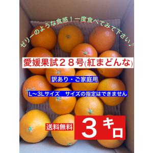 愛媛果試28号(紅まどんな）3キロ　 わけあり・ご家庭用