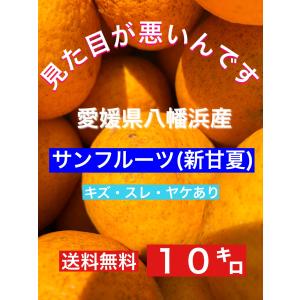 超訳あり！サンフルーツ（新甘夏）10キロ キズ・スレ・ヤケ（見た目が悪いんです！！）｜small-kudamono