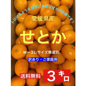 本日ご購入分は3月8日（金曜日）発送いたします！愛媛県産 せとか3キロ 訳あり・ご家庭用