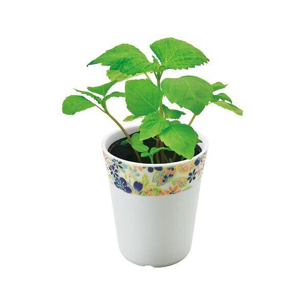 和心薬味 しそ 薬味栽培セット