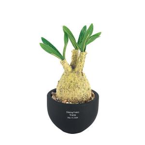 お部屋で栽培キット ペロポン ミケネコ ワイルドストロベリー Peropon