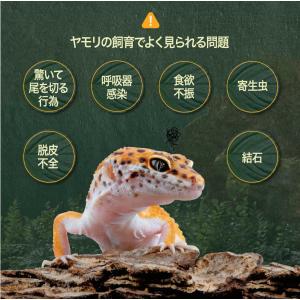 ビオテイル ヤモリ|おなかバランス (ヤモリ用...の詳細画像3