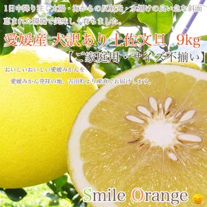 【送料無料】 かわいそうな大訳あり 土佐文旦 9kg  ご家庭用 サイズ不揃い 産地直送 文旦 ぶんたん 愛媛みかん 土佐文旦 柑橘 【※送料無料は一部地域を除く】｜smile-orange