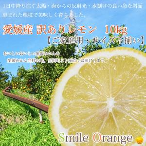 【送料無料】愛媛県産 訳ありレモン10kg ノーワックス サイズ不揃い 家庭用 防腐剤・防カビ剤不使用 国産 柑橘 柑橘類 フルーツ 【※送料無料は一部地域を除く】｜smile-orange