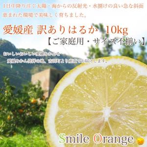 【送料無料】愛媛産 訳あり はるか 10kg  ご家庭用 サイズ不揃い ハルカ  産地直送 みかん 愛媛みかん 果物 柑橘類 フルーツ 【※送料無料は一部地域を除く】｜smile-orange