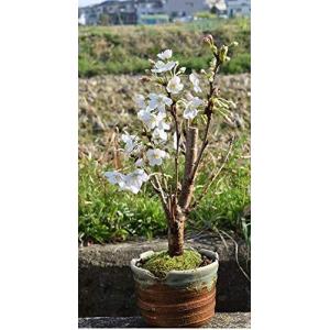 ソメイヨシノ 盆栽の商品一覧 通販 Yahoo ショッピング