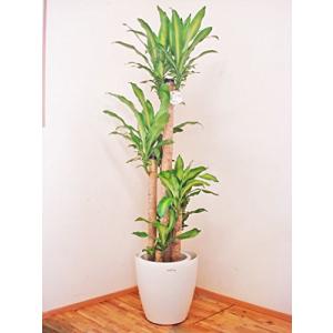 ドラセナの花言葉 観葉植物 の商品一覧 花 ガーデニング 通販 Yahoo ショッピング