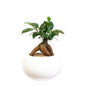 ガジュマルの木 沖縄 観葉植物 の商品一覧 花 ガーデニング 通販 Yahoo ショッピング