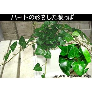 観葉植物 ハートの葉っぱの商品一覧 通販 Yahoo ショッピング