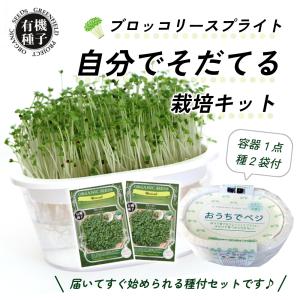 有機種子 ブロッコリースプラウト 栽培キット(容器1点+種2袋) スプラウト 豆苗 水耕栽培 野菜 育てる 栽培容器 グリーンインテリア 栽培セット 種 収穫 自由研究