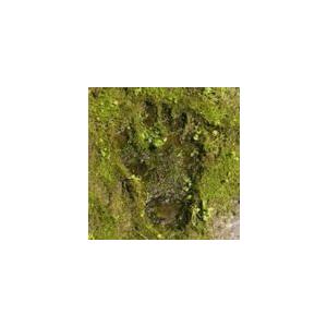 ザ・クロマニヨンズ ザ・クロマニヨンズ