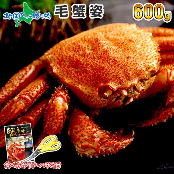 北海道 毛蟹 600g かに ボイル カニ ギフト 蟹 姿 海鮮 毛ガニ