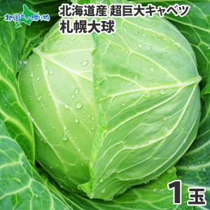 キャベツ 札幌大球 北海道 1玉 7-10kg 巨大キャベツ 野菜