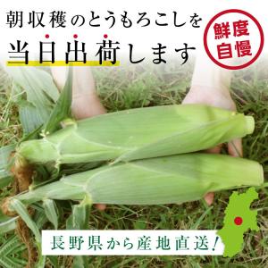 とうもろこし 4kg 12本セット 送料無料 ...の詳細画像2