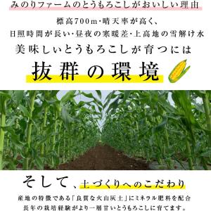 とうもろこし 4kg 12本セット 送料無料 ...の詳細画像5