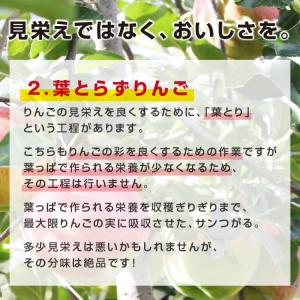 りんご サンつがる 5kg 秀品 14〜20玉...の詳細画像5