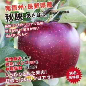 りんご 秋映 5kg 長野県産 秀品 送料無料...の詳細画像2