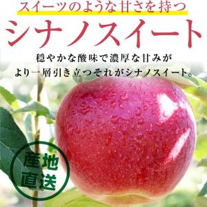 りんご シナノスイート 10kg 長野県産 秀...の詳細画像1