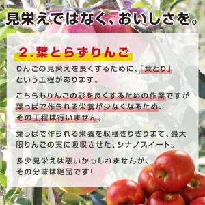 りんご シナノスイート 10kg 長野県産 秀...の詳細画像5
