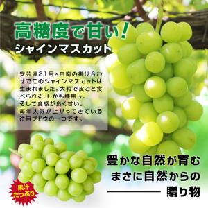 シャインマスカット 誕生日 蔵出し 秀品 2房...の詳細画像4