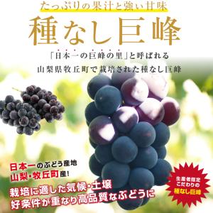 ぶどう 巨峰 種なし 種無し 約1kg 2房 ...の詳細画像1