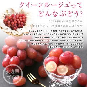 ぶどう クイーンルージュ 種無し 約1kg 2...の詳細画像3