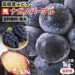 ナガノパープル 大房 約1kg 1.2kg 2房 秀品 長野県産 ぶどう 送料無料 高糖度 種無し 皮ごと食べれる 長野オリジナル品種 葡萄 ブドウ 長野パープル
