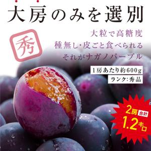 ナガノパープル 大房 約1.2kg 2房 秀品...の詳細画像2