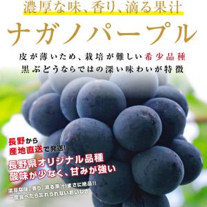 ナガノパープル 約2kg 3〜5房 秀品 長野...の詳細画像1