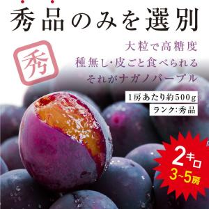 ナガノパープル 約2kg 3〜5房 秀品 長野...の詳細画像2