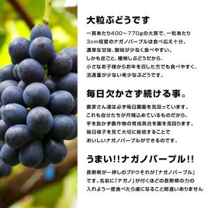 ナガノパープル 約2kg 3〜5房 秀品 長野...の詳細画像4