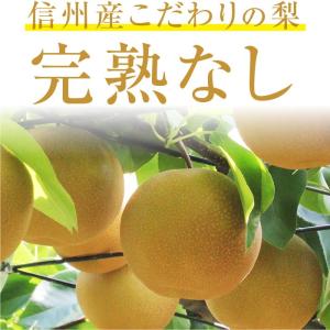 梨 長野県産 送料無料 秀品 10kg 幸水 ...の詳細画像1