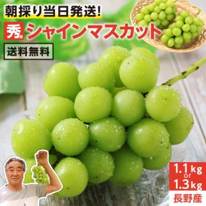 シャインマスカット 1.3kg 2房 秀品 送料無料 朝採り当日発送！ 産地直送 長野県産 ぶどう 皮ごと食べられる 大人気ブドウ 鮮度抜群 上原園