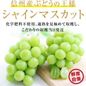 シャインマスカット 長野県産 1.3kg 2房...の詳細画像1