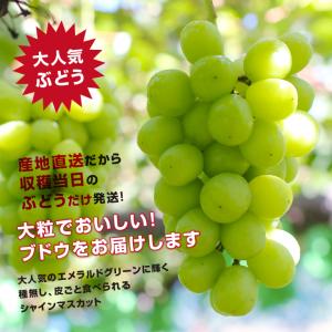 シャインマスカット 長野県産 1.3kg 2房...の詳細画像2