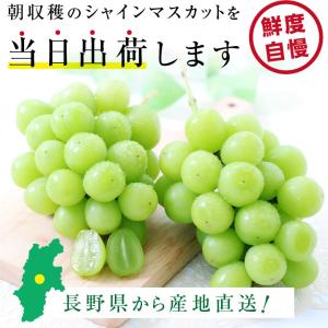 シャインマスカット 長野県産 1.3kg 2房...の詳細画像3