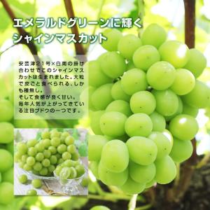 シャインマスカット 長野県産 1.3kg 2房...の詳細画像5