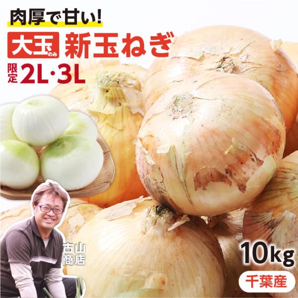 新玉ねぎ 千葉県 白子町産 10kg 大玉厳選 産地直送 古山商店 送料無料 大玉限定 お徳用 辛味...