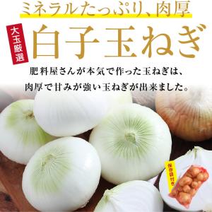新玉ねぎ 千葉県 白子町産 10kg 大玉厳選...の詳細画像2