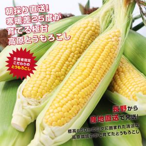 とうもろこし ゴールドラッシュ 長野県産 10...の詳細画像2