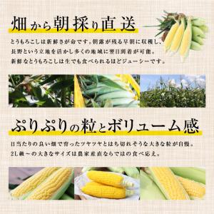 とうもろこし ゴールドラッシュ 長野県産 10...の詳細画像5